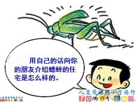 蟋蟀的住宅课件2