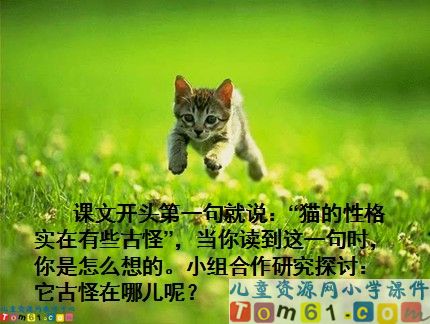 猫课件2