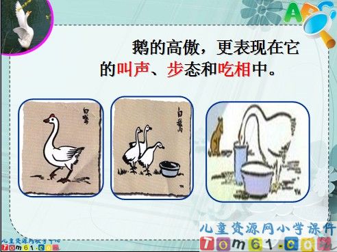 白鹅课件4