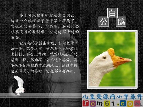白公鹅课件3