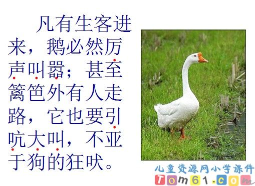 白鹅课件5