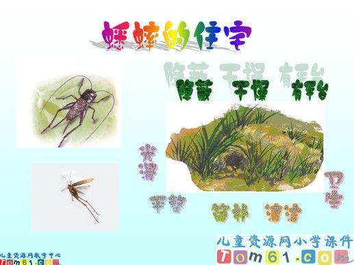 蟋蟀的住宅课件4