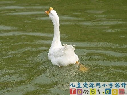 白公鹅课件1