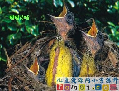 鸟的天堂