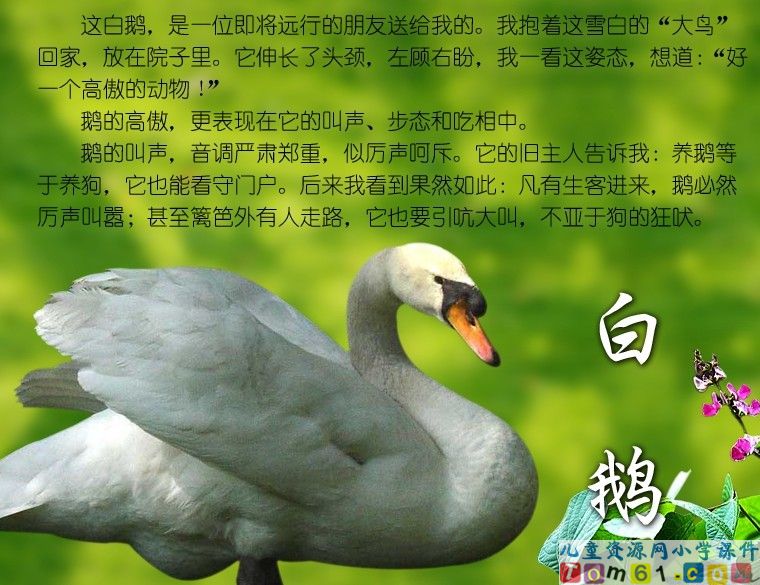 白鹅