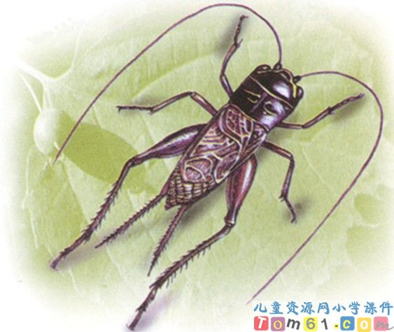 蟋蟀的住宅
