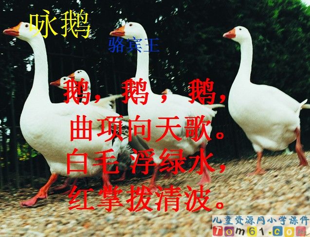 白鹅