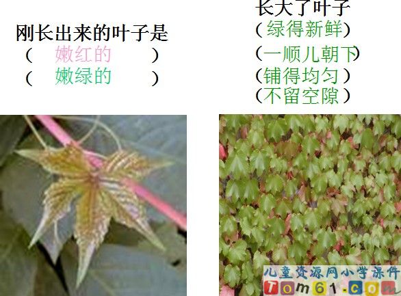爬山虎的脚