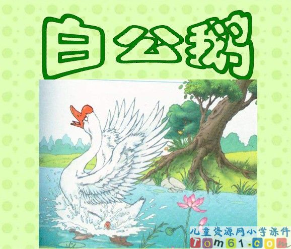 白公鹅