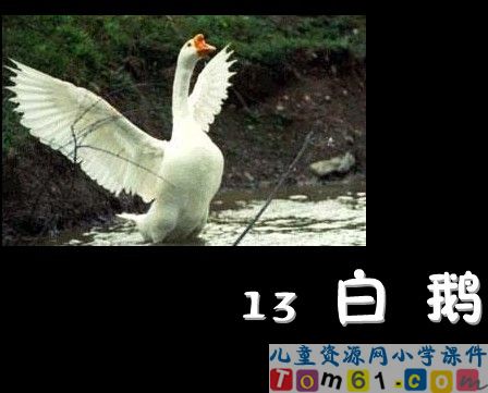 白鹅