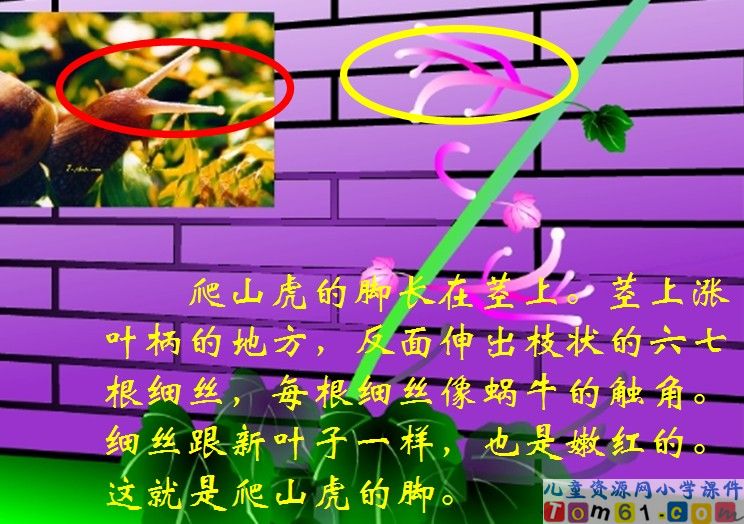 爬山虎的脚