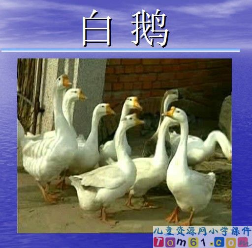 白鹅