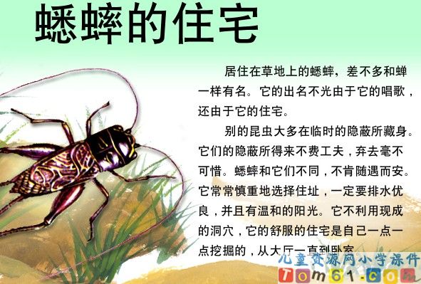 蟋蟀的住宅
