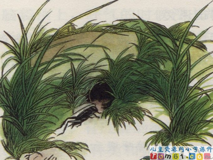 蟋蟀的住宅