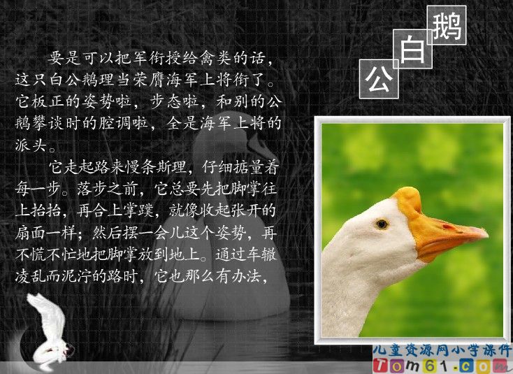 白公鹅