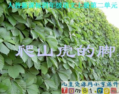爬山虎的脚