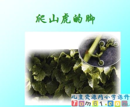 爬山虎的脚