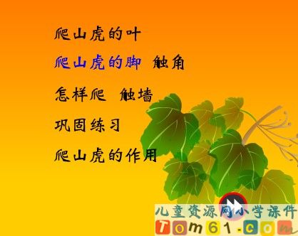 爬山虎的脚