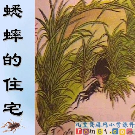 蟋蟀的住宅