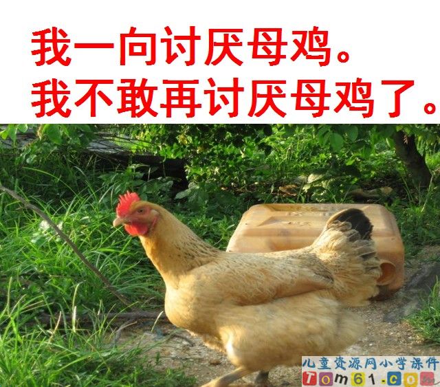 母鸡