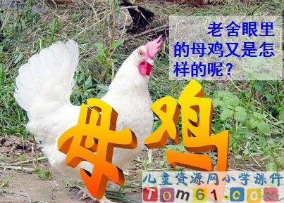母鸡
