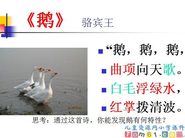 白鹅