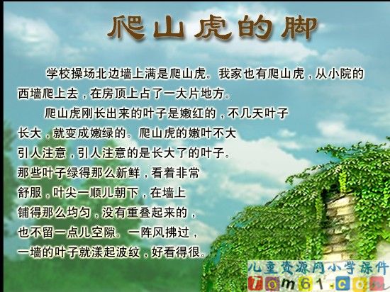 爬山虎的脚