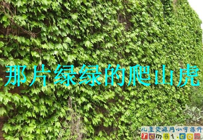 那片绿绿的爬山虎