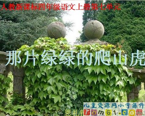 那片绿绿的爬山虎