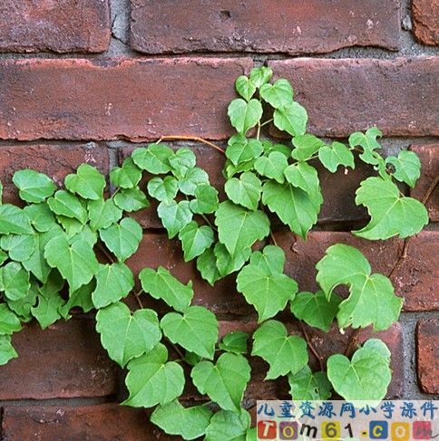 那片绿绿的爬山虎