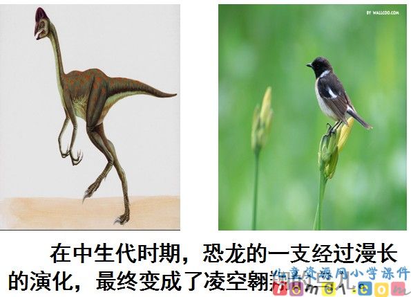 飞向蓝天的恐龙