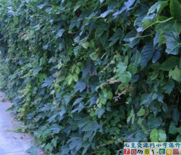 那片绿绿的爬山虎