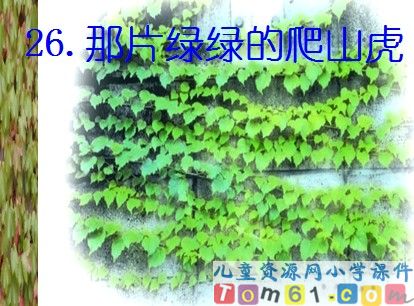 那片绿绿的爬山虎