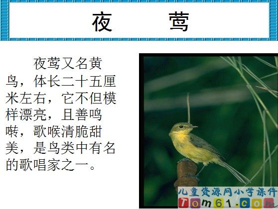 夜莺的歌声课件2