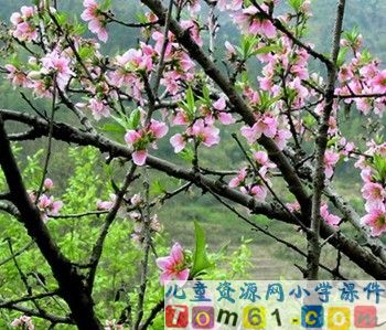 花的勇气