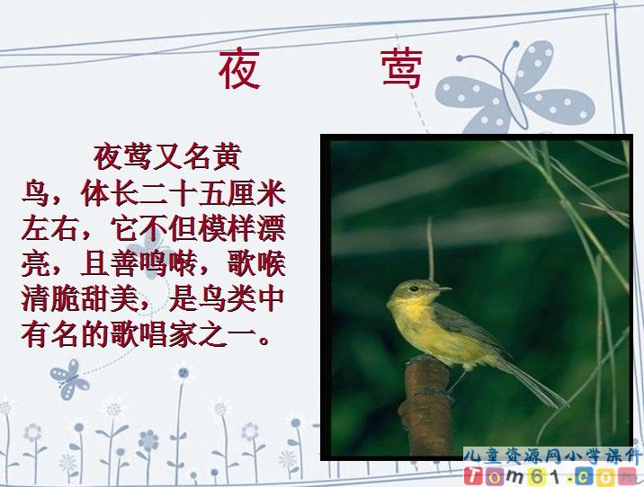 夜莺的歌声