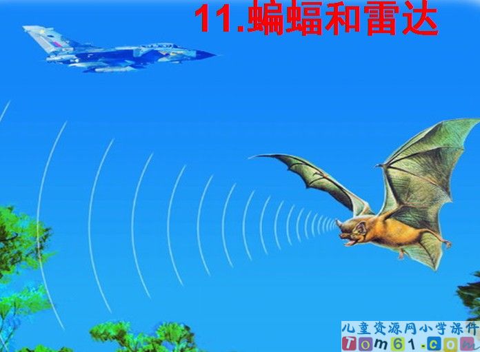 蝙蝠和雷达