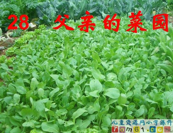 父亲的菜园