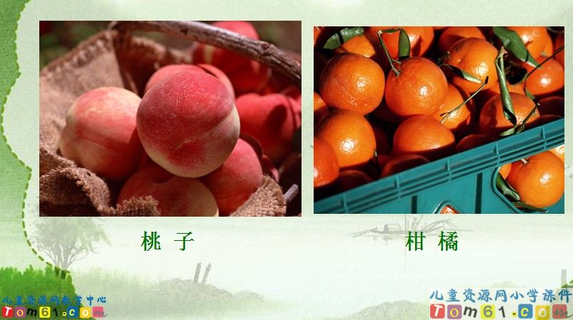 我的“长生果”