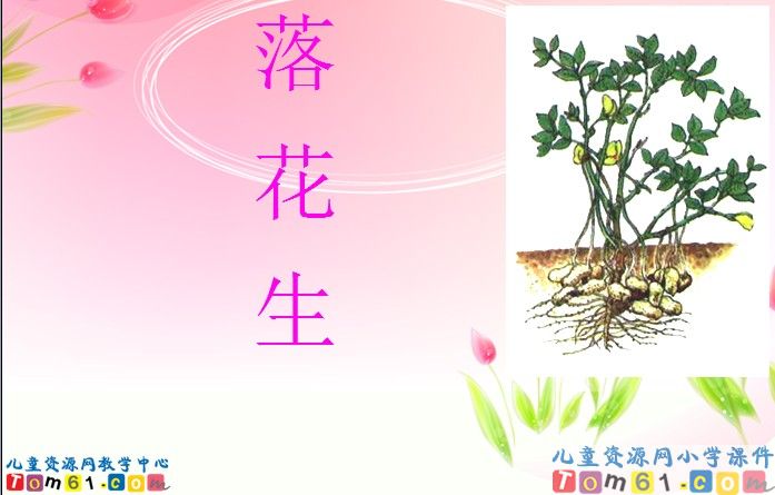 落花生