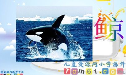 鲸