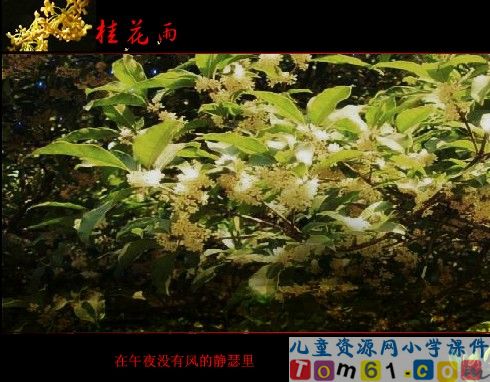 桂花雨课件19