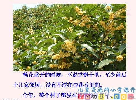 桂花雨课件17