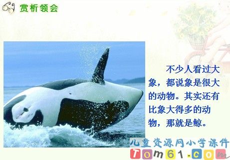 鲸课件8
