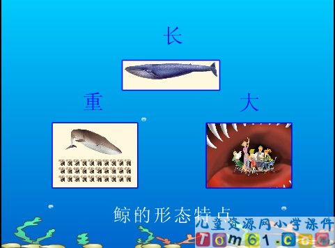 鲸课件9