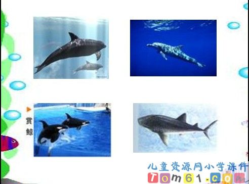 鲸课件21