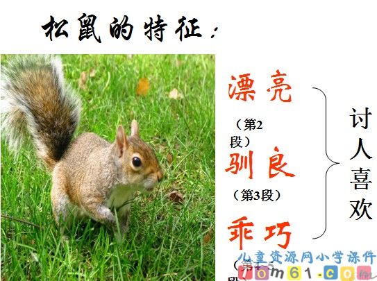 松鼠课件8
