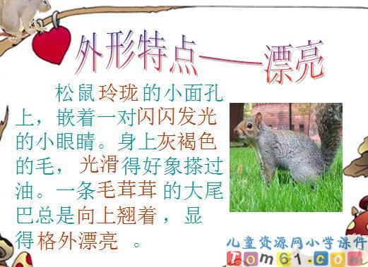 松鼠课件5
