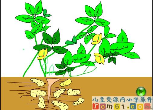 落花生课件16