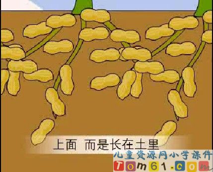 落花生课件21